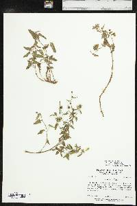 Tragia betonicifolia image