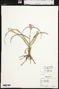 Tradescantia occidentalis image