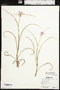 Tradescantia occidentalis var. occidentalis image