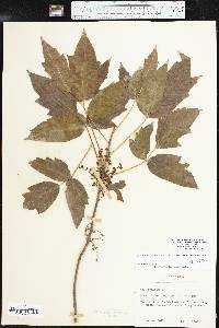 Toxicodendron radicans subsp. verrucosum image