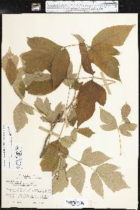 Toxicodendron radicans subsp. verrucosum image