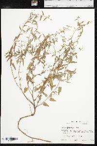 Tragia urticifolia image
