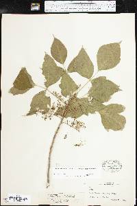 Toxicodendron radicans subsp. radicans image