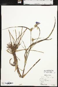 Tradescantia occidentalis image