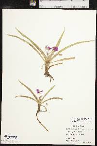 Tradescantia tharpii image