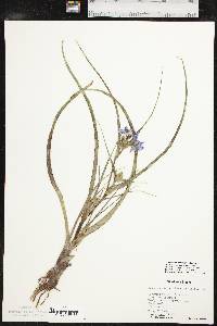 Tradescantia occidentalis var. occidentalis image