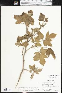 Toxicodendron radicans subsp. verrucosum image