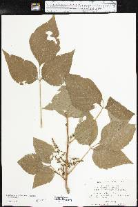 Toxicodendron radicans subsp. negundo image