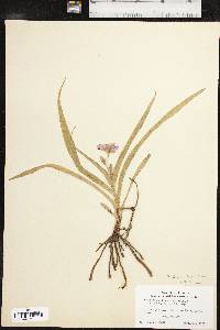 Tradescantia tharpii image