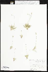 Tofieldia pusilla image