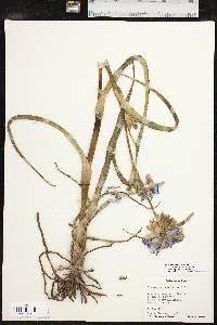 Tradescantia ohiensis image