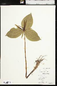 Trillium viridescens image