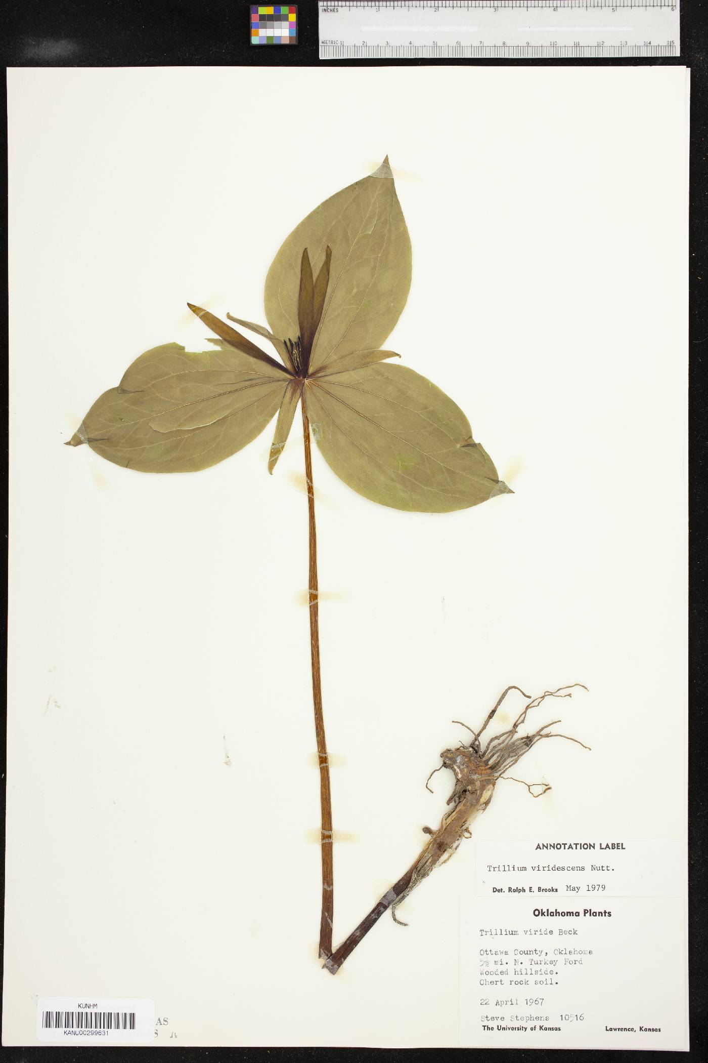 Trillium viridescens image