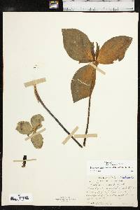 Trillium viridescens image