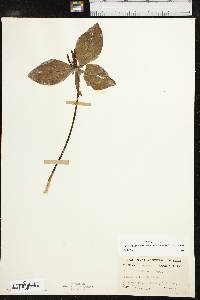 Trillium gracile image