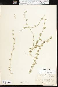 Triodanis perfoliata var. biflora image