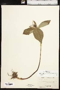 Trillium viridescens image