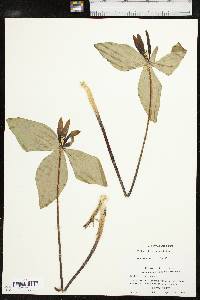 Trillium viridescens image