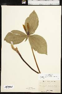 Trillium viridescens image