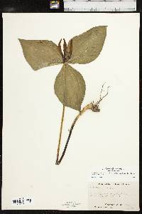 Trillium viridescens image