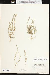 Triodanis perfoliata var. biflora image