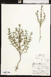 Trichostema coeruleum image