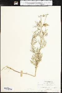 Trepocarpus aethusae image