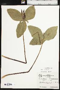 Trillium viridescens image