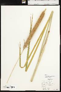 Typha domingensis image