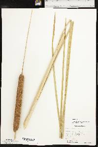 Typha domingensis image