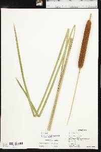 Typha domingensis image