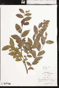 Ulmus alata image