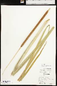 Typha domingensis image