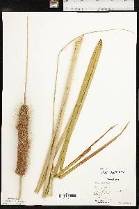 Typha domingensis image