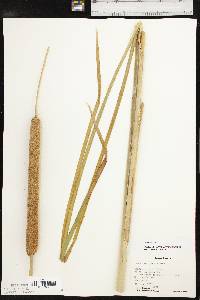 Typha domingensis image