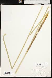 Typha domingensis image