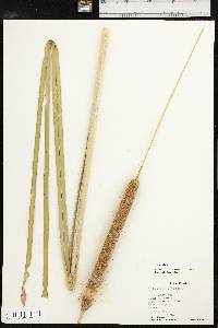 Typha domingensis image