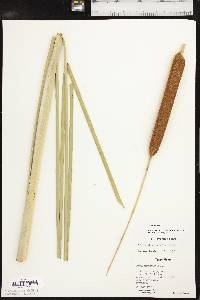 Typha domingensis image