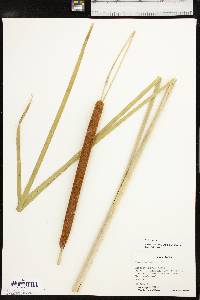 Typha domingensis image