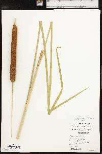 Typha domingensis image