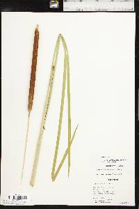 Typha domingensis image