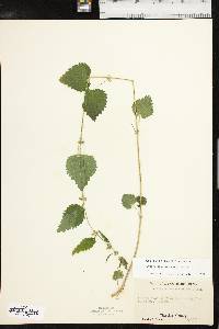 Urtica chamaedryoides image