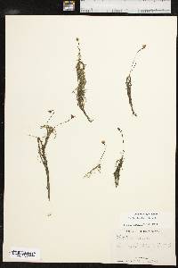 Utricularia gibba image