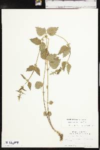 Urtica chamaedryoides image