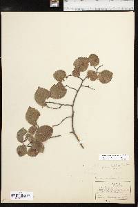 Ulmus procera image