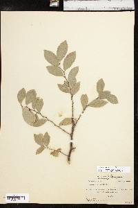 Ulmus parvifolia image