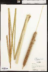 Typha domingensis image