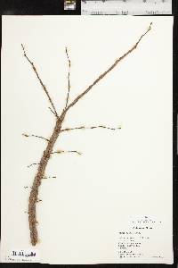 Ulmus alata image