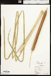 Typha domingensis image