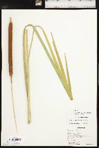 Typha domingensis image